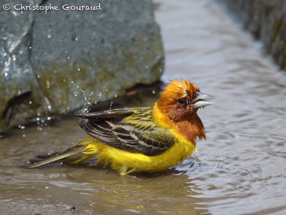 Red-headed Bunting - ML64351931