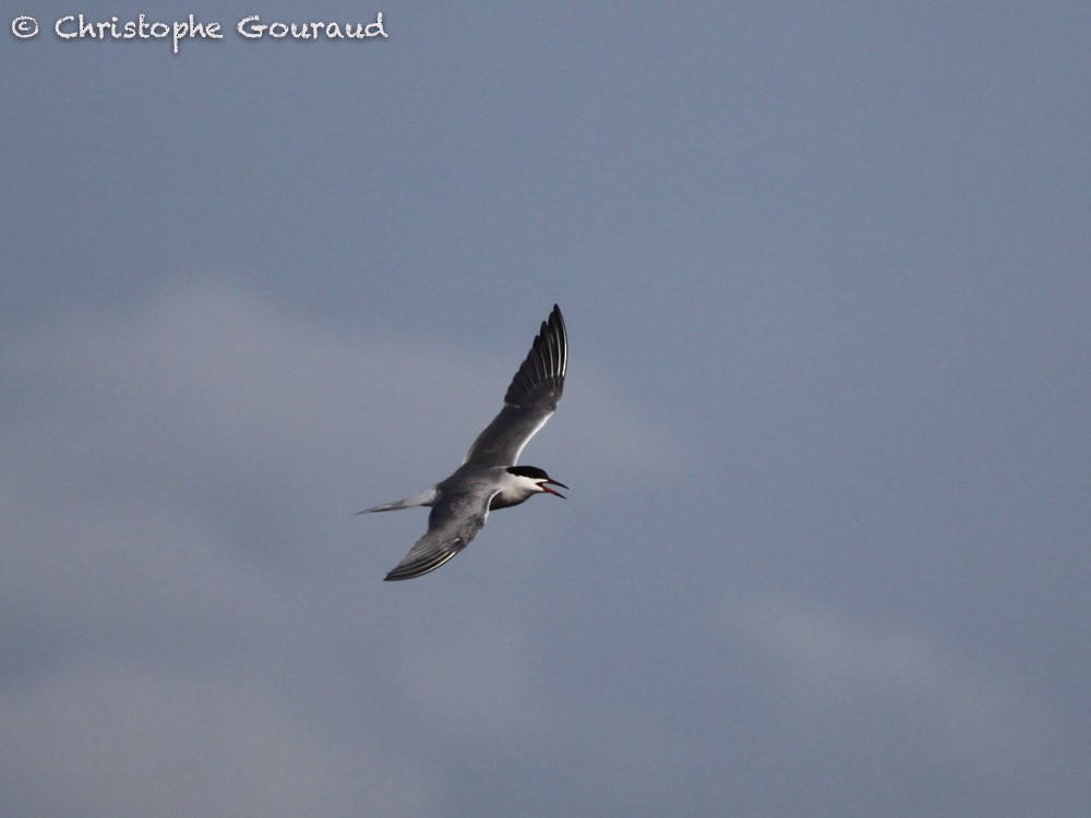 Common Tern - ML64352041