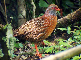  - Bearded Wood-Partridge