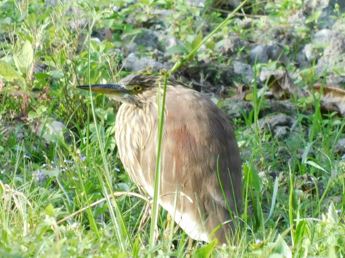 Indian Pond-Heron - GIRISHKUMAR K