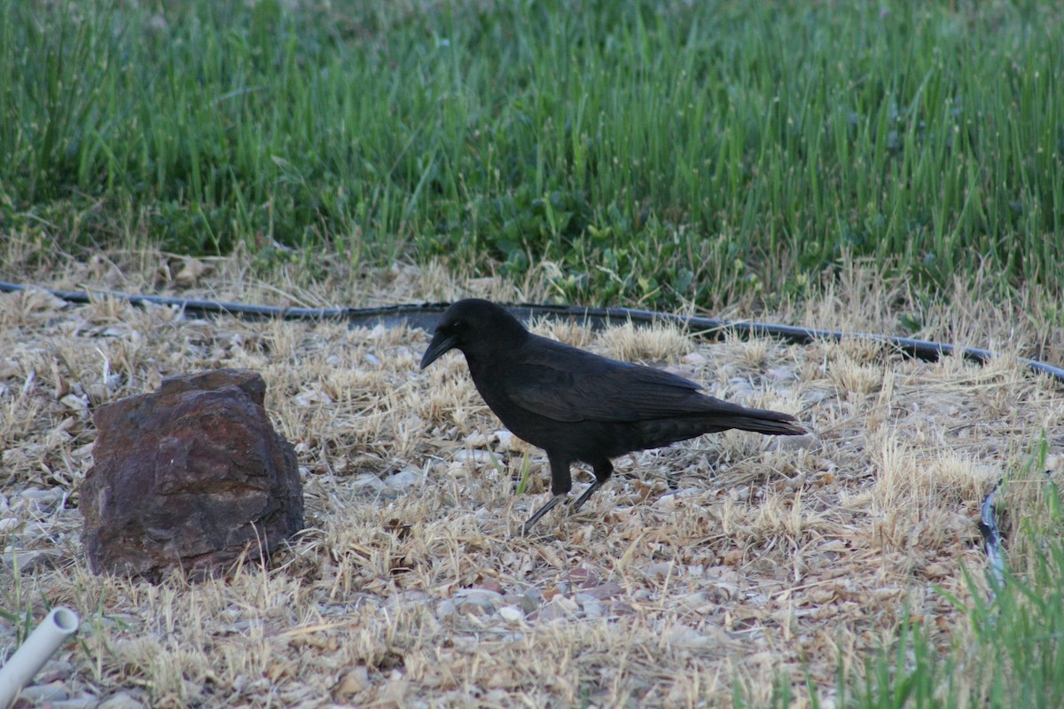American Crow - Tory Mathis