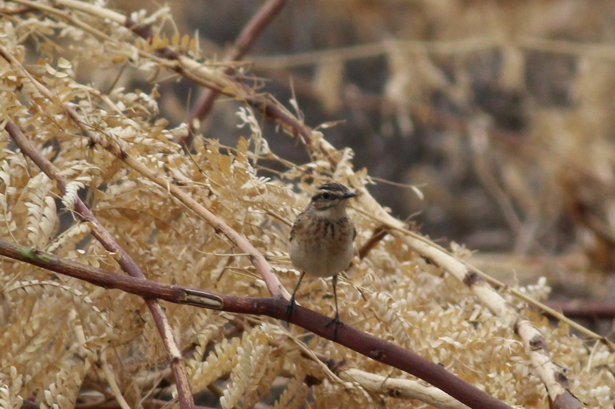 Whinchat - ML64356871