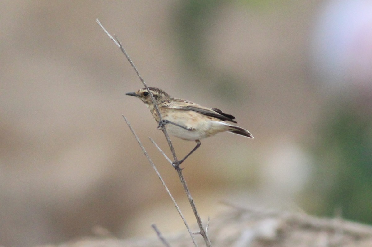 Whinchat - ML64356881