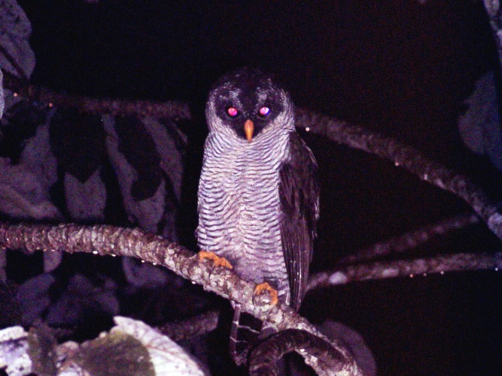 Black-and-white Owl - Jan Meerman
