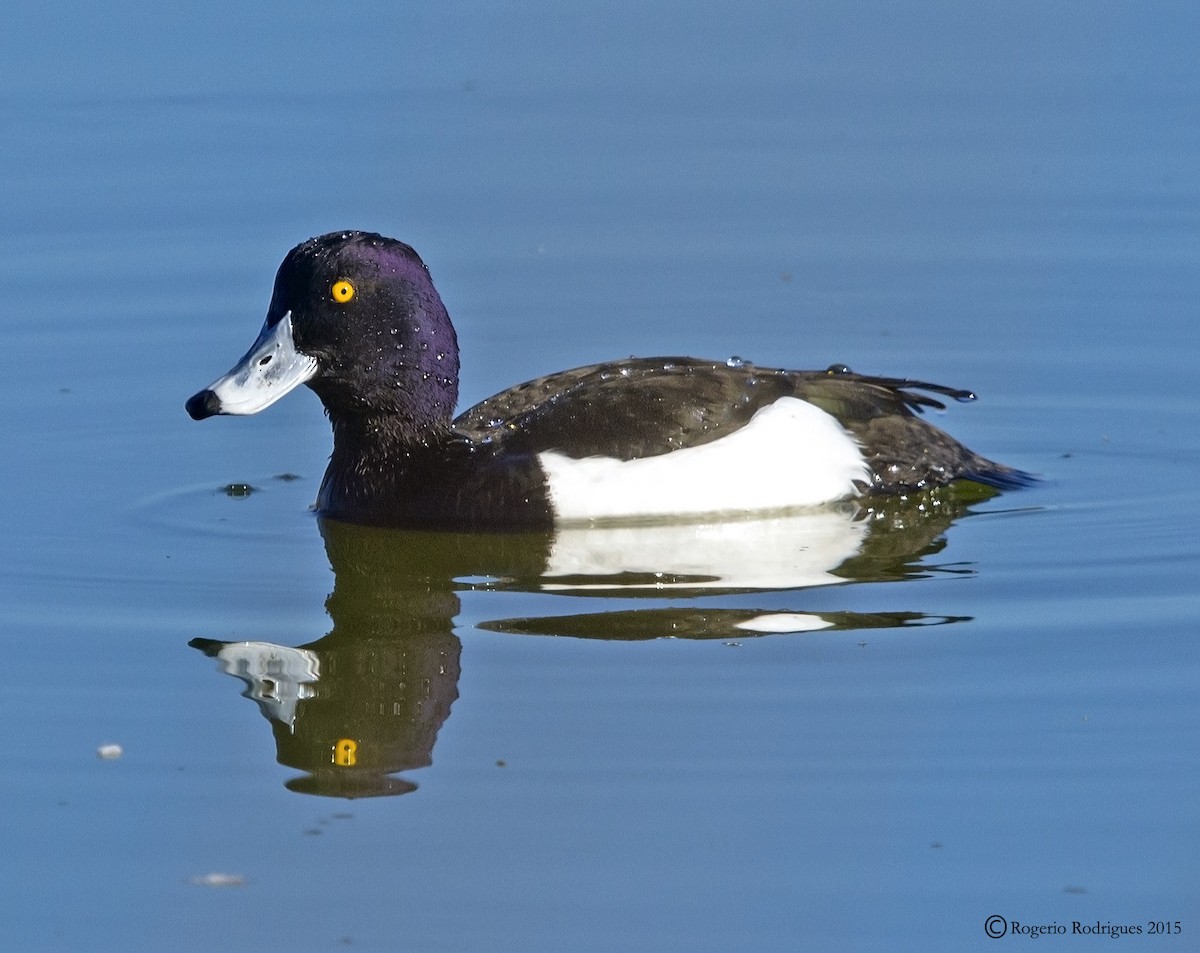 Tufted Duck - ML64359961