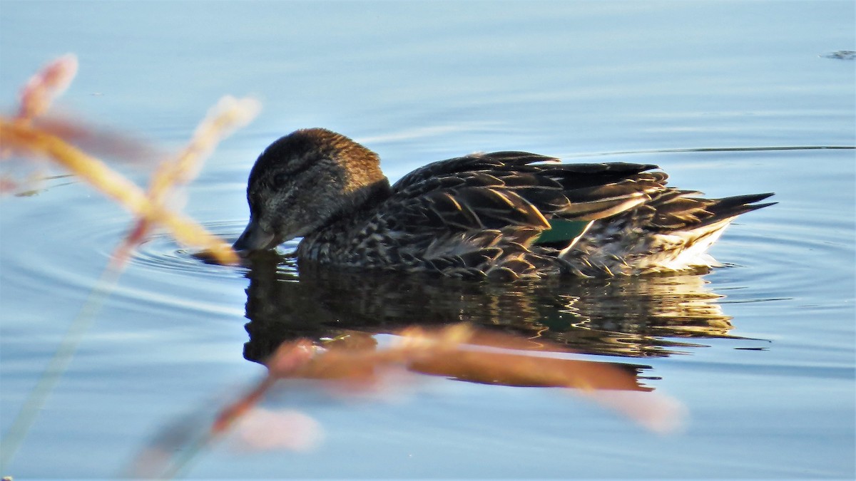 Green-winged Teal - ML64360351