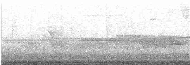 Белобровый колибри-отшельник - ML64360631