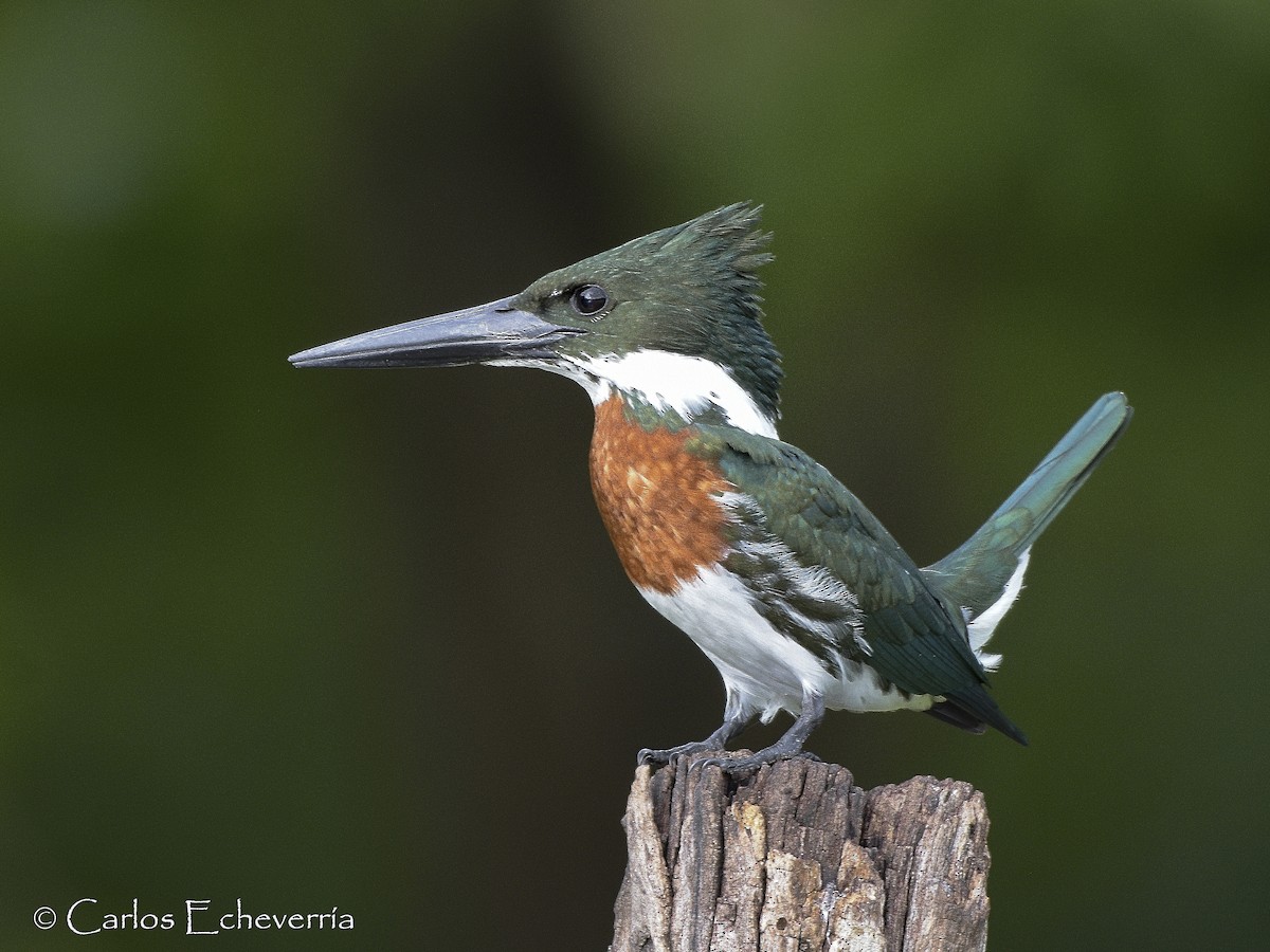 Amazon Kingfisher - Carlos Echeverría