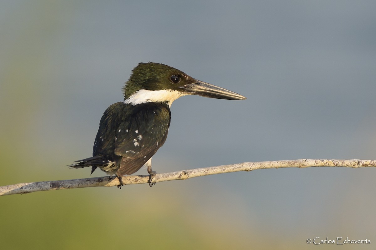 Green Kingfisher - Carlos Echeverría