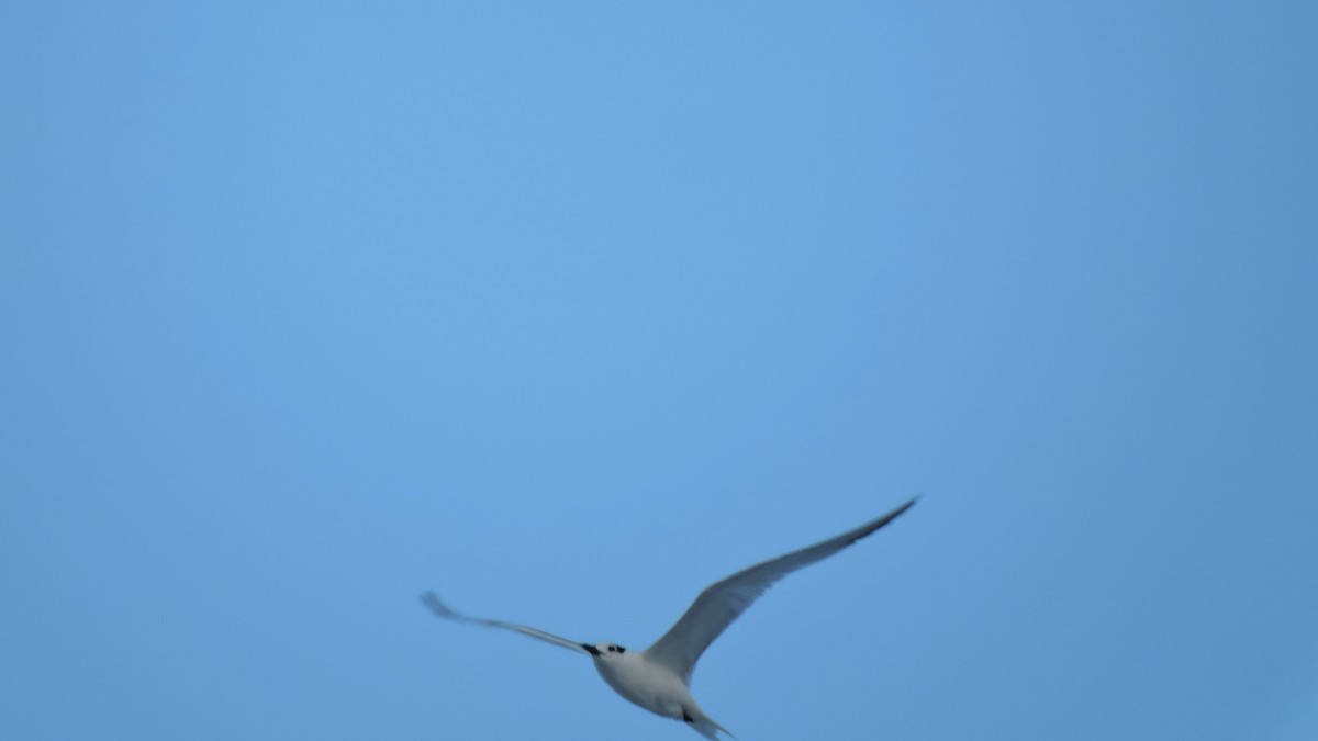 Gull-billed Tern - Keith Eric Costley