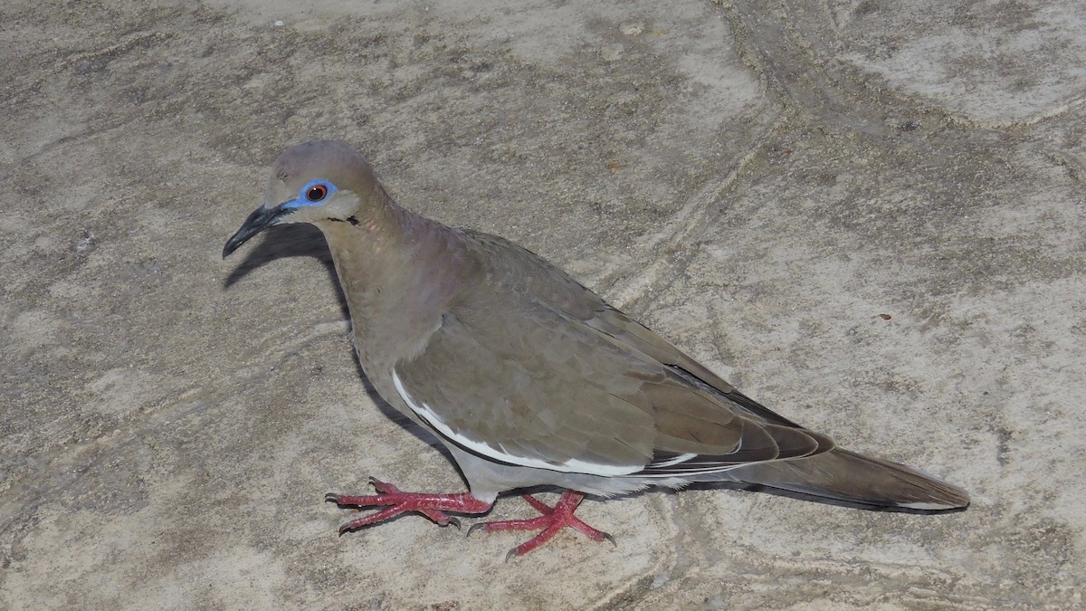 White-winged Dove - Keith Eric Costley