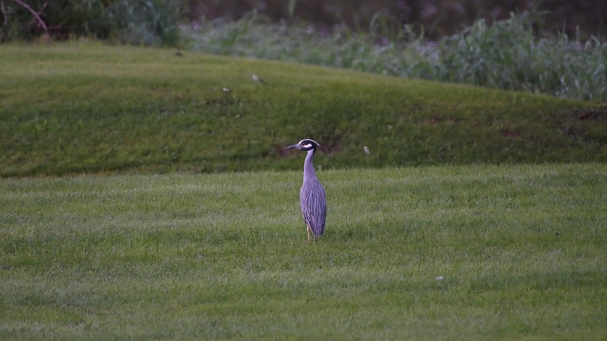 Yellow-crowned Night Heron - Annie Lavoie