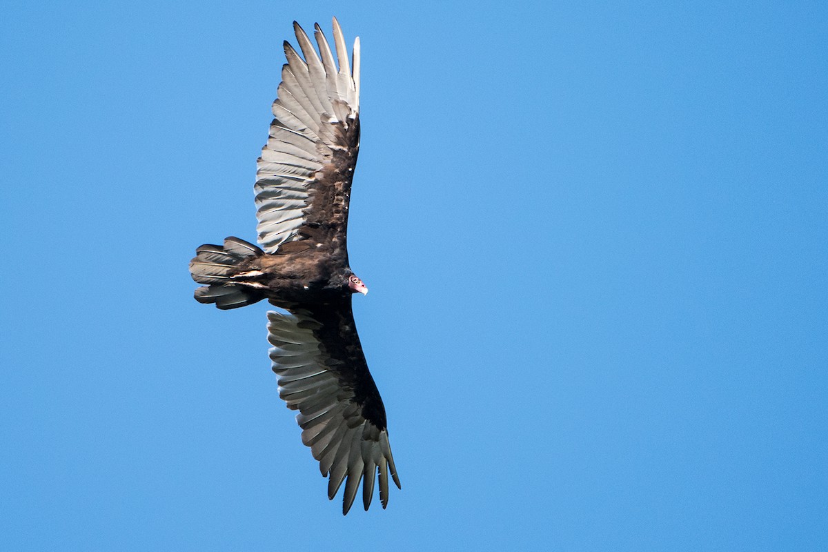 Turkey Vulture - Sue Barth