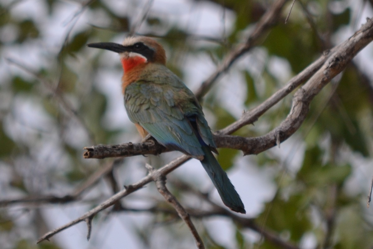 White-fronted Bee-eater - George  Wood
