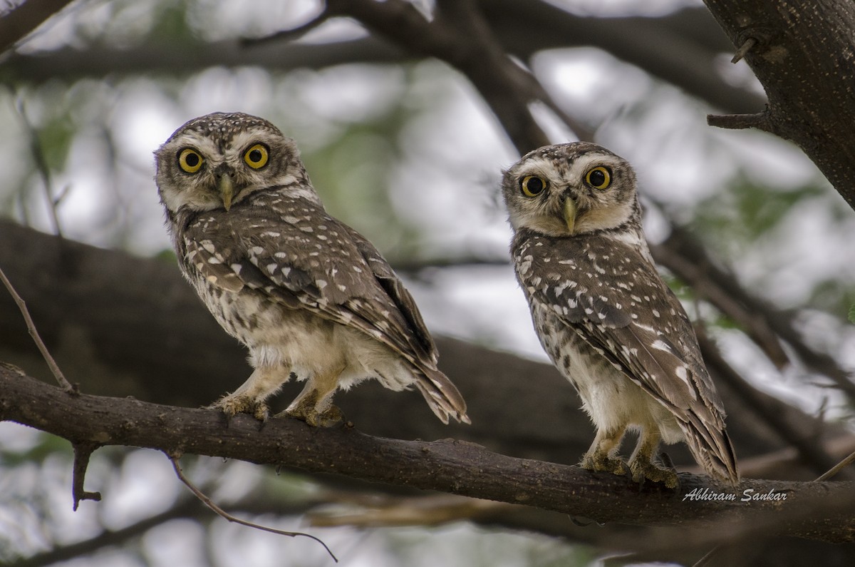 Spotted Owlet - ML64363821
