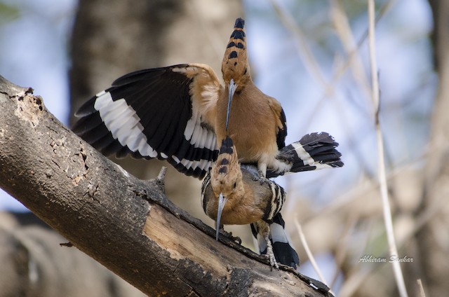 Presumed Male (above) and Female (below) Eurasian Hoopoe in Definitive Basic or Alternate Plumage (subspecies&nbsp;<em class="SciName notranslate">ceylonensis</em>). - Eurasian Hoopoe - 