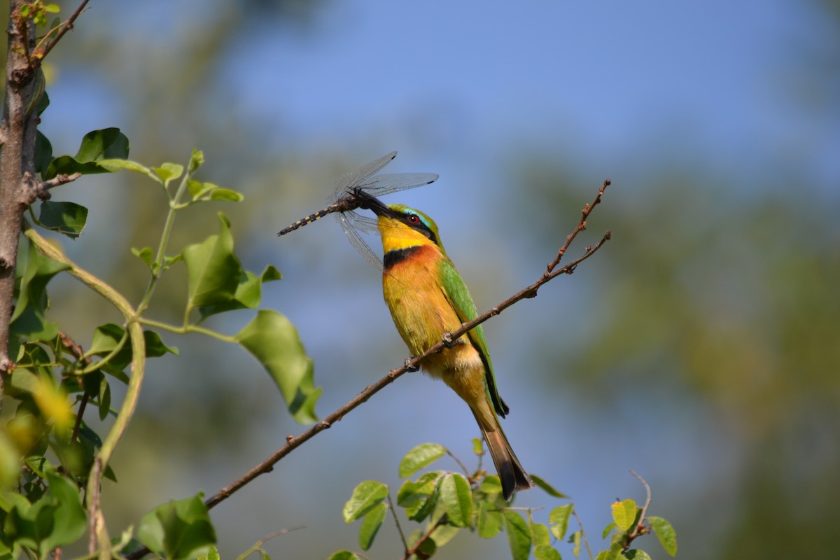 Little Bee-eater - George  Wood