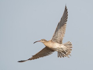 Eurasian Whimbrel - eBird