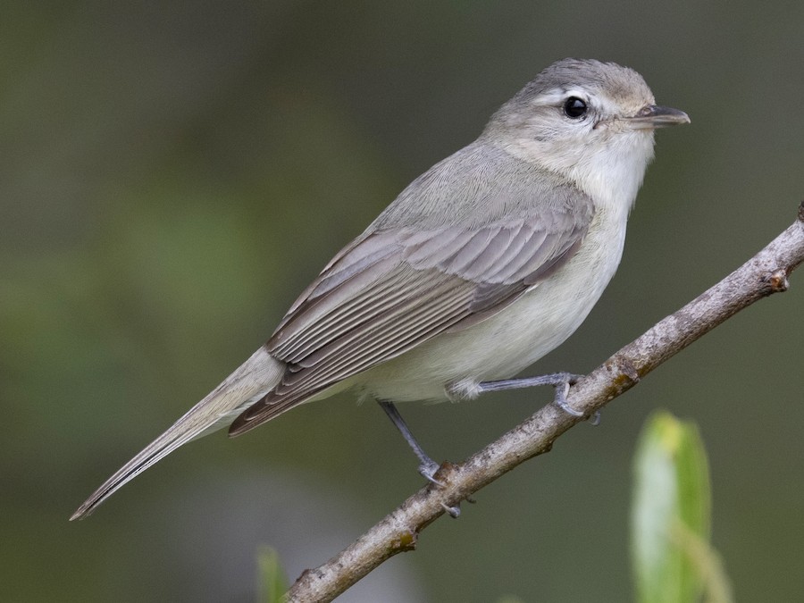 Western Warbling Vireo