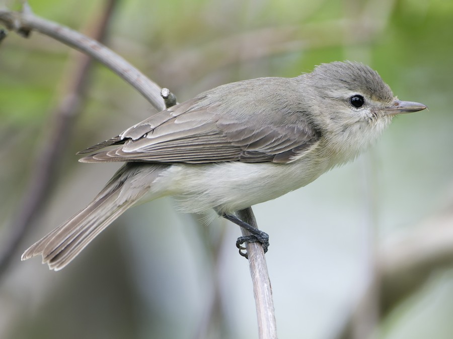 Warbling Vireo
