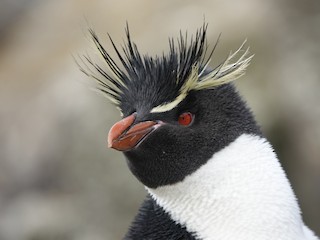 Eastern Rockhopper Penguin - eBird