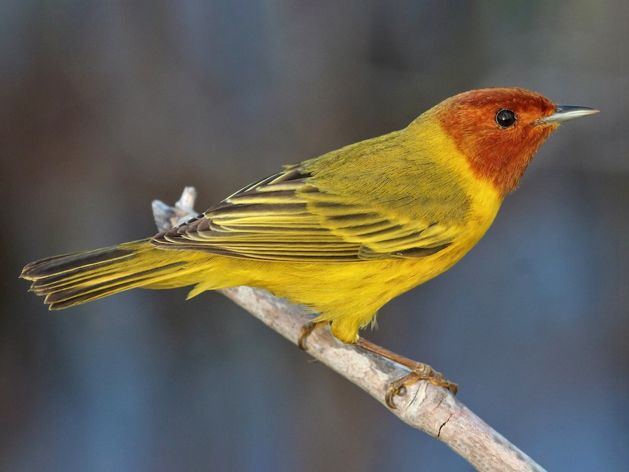 Yellow Warbler