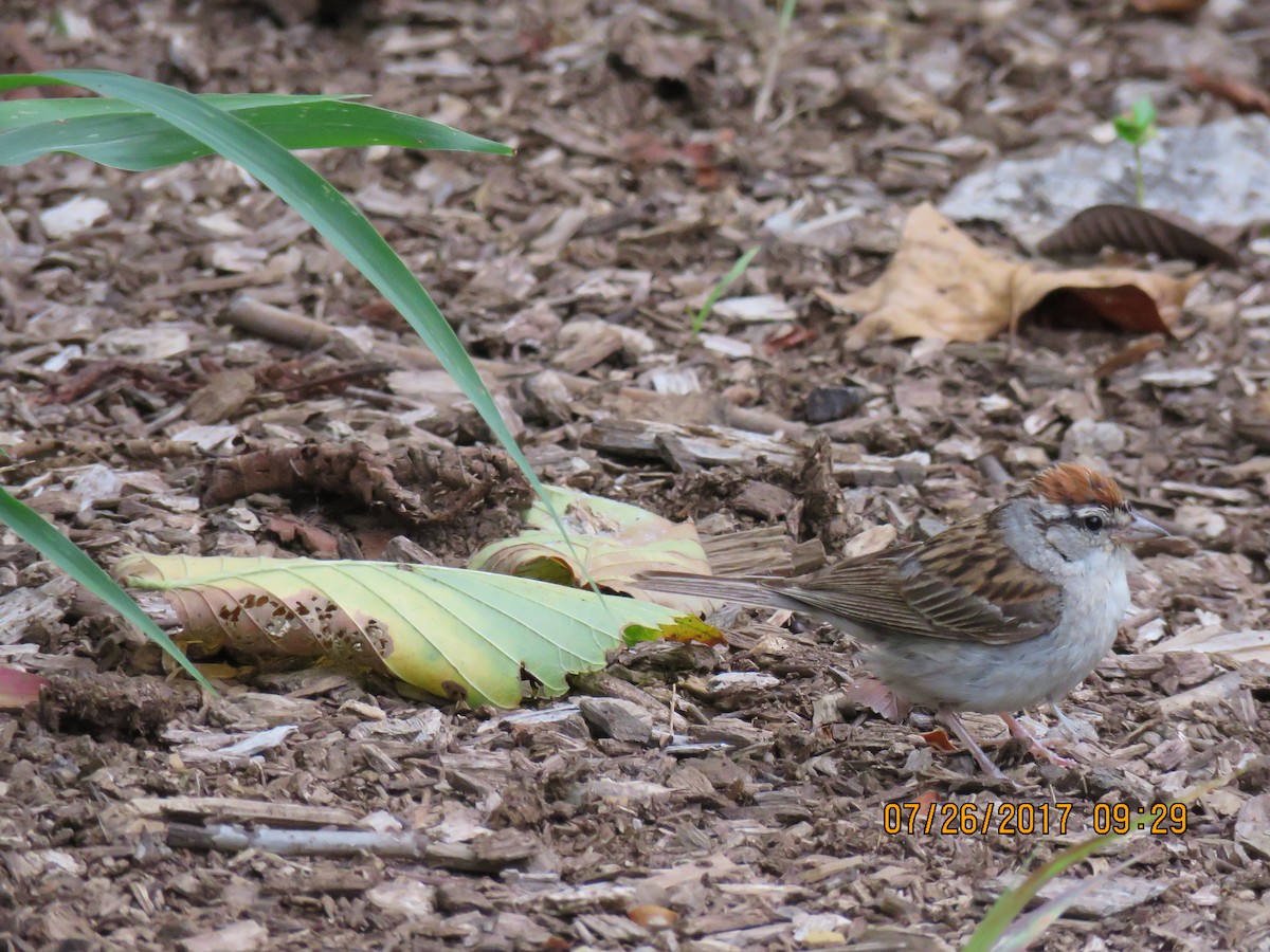Chipping Sparrow - ML64368231