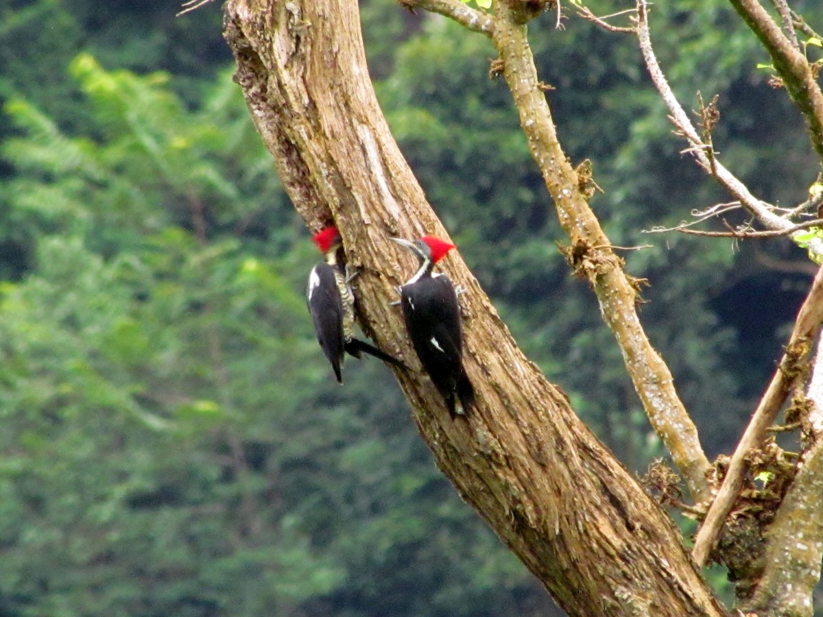 Lineated Woodpecker - Patricia and Richard Williams