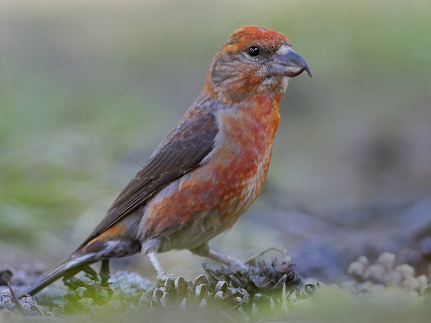 Cassia Crossbill - eBird