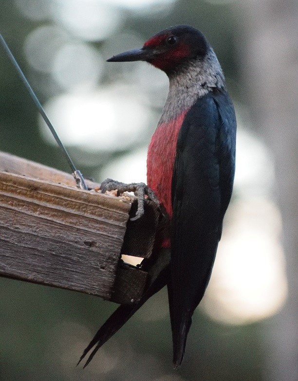 Lewis's Woodpecker - Paul Conover