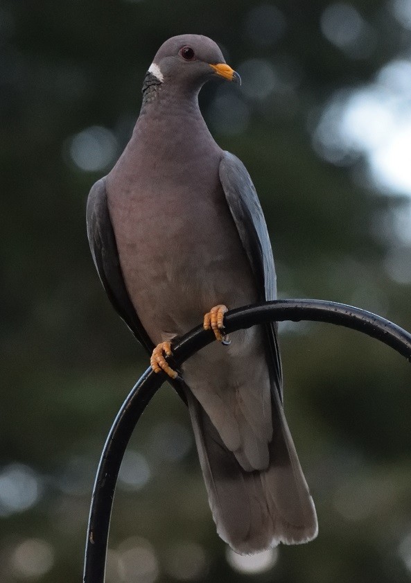 Band-tailed Pigeon - Paul Conover