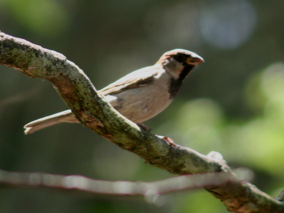 House Sparrow - Sherry Plessner