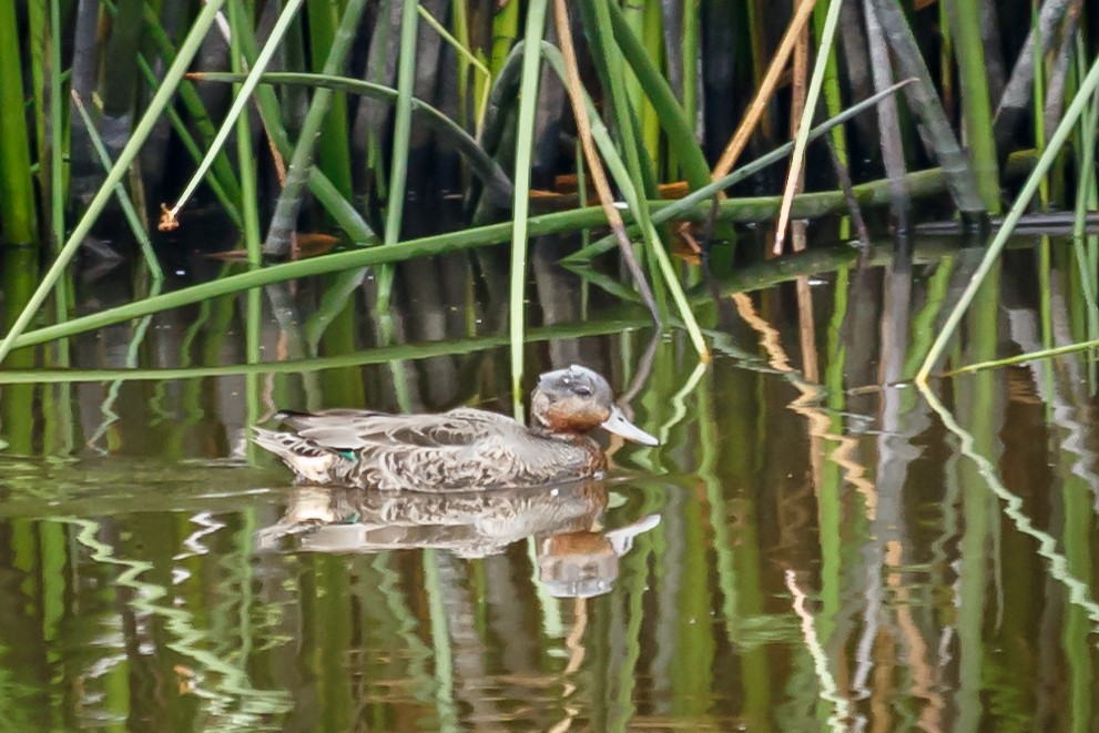 Green-winged Teal - ML64376391