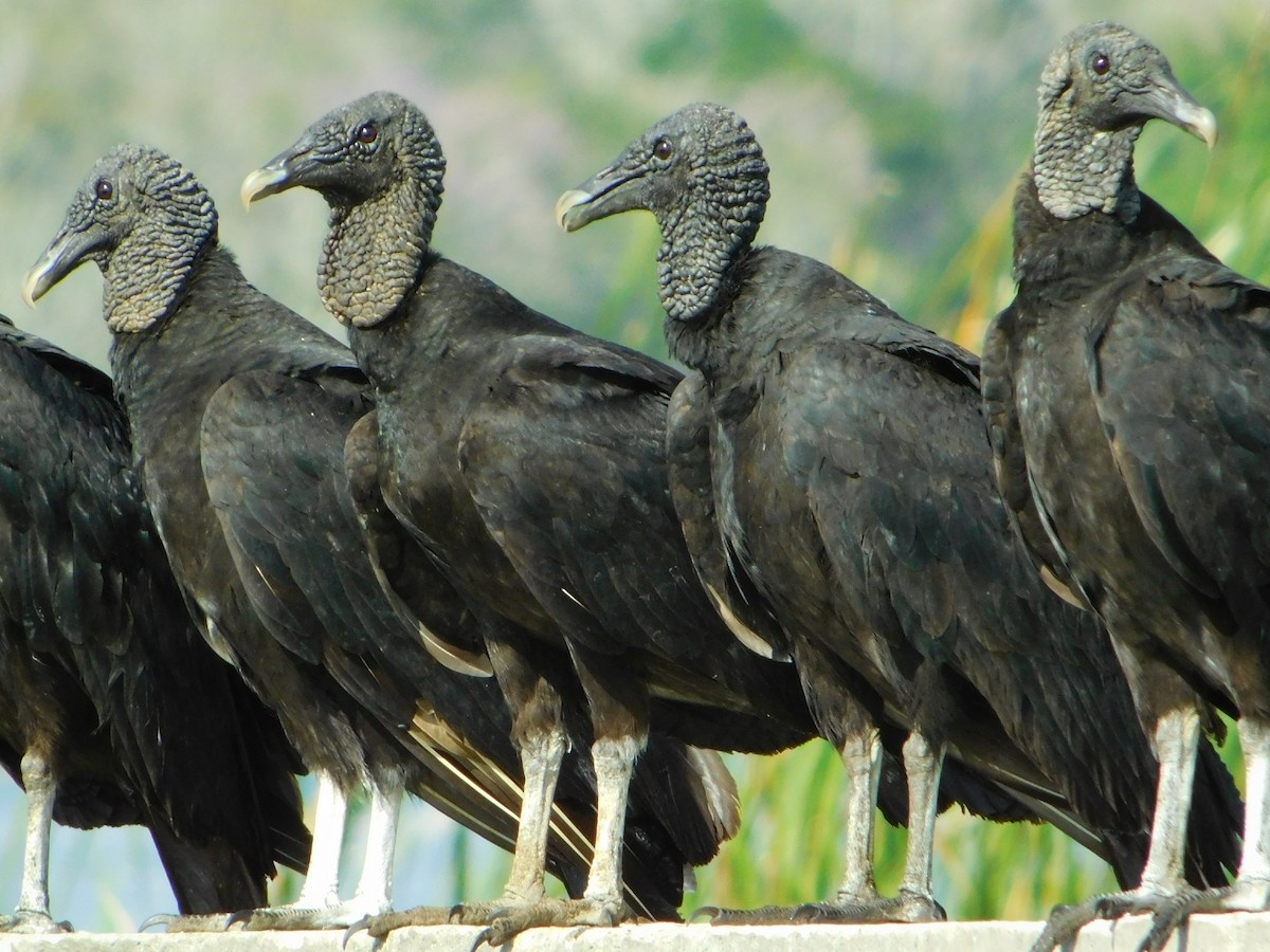 Black Vulture - Jorge Dangel