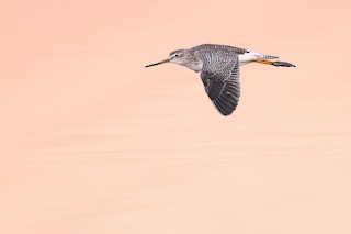 Greater Yellowlegs
