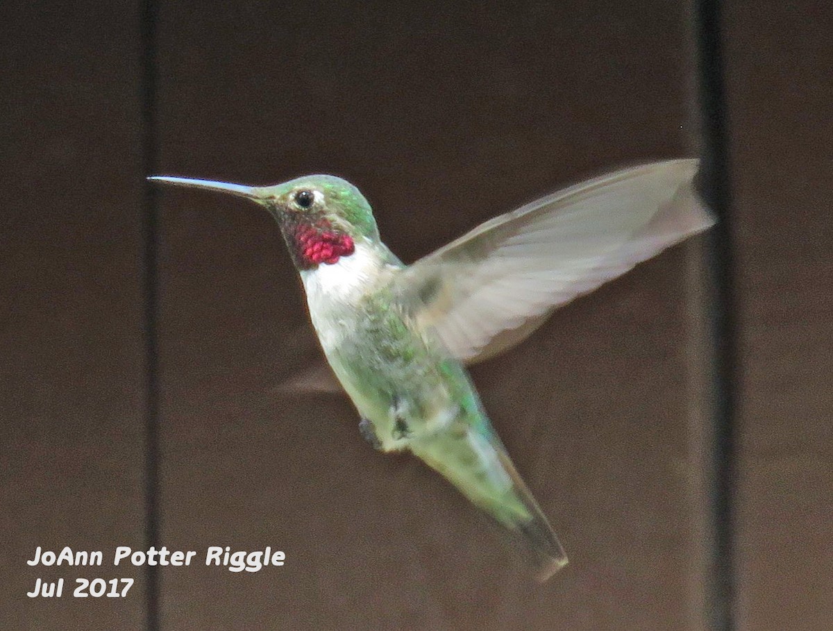 Broad-tailed Hummingbird - ML64380961