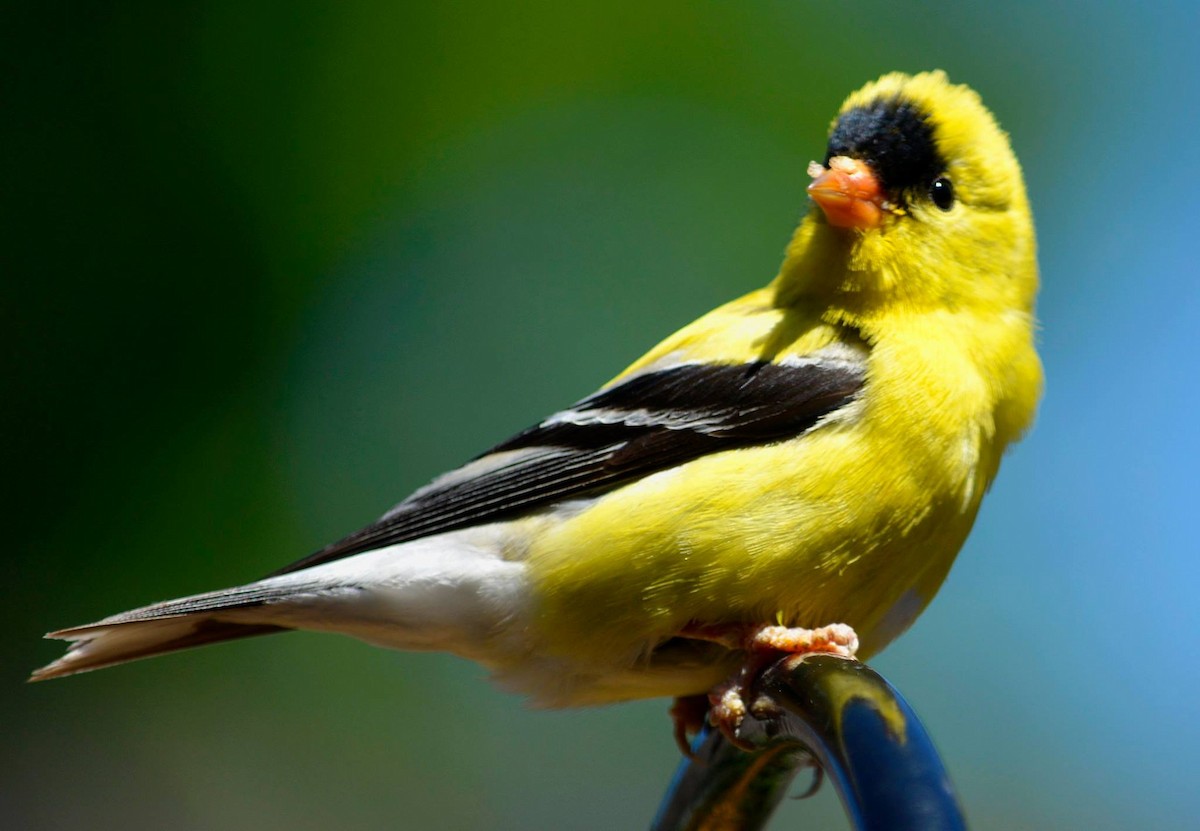 American Goldfinch - judy albertson