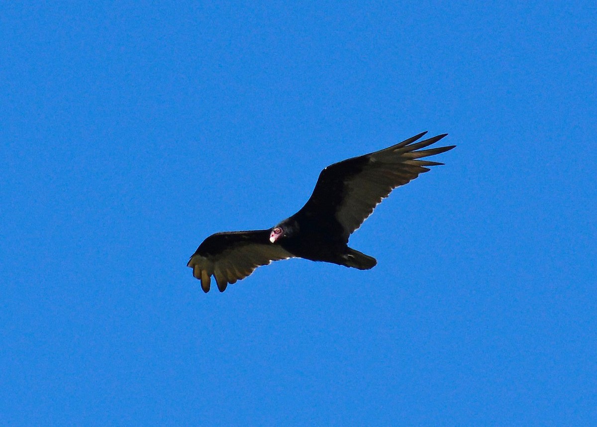 Turkey Vulture - judy albertson