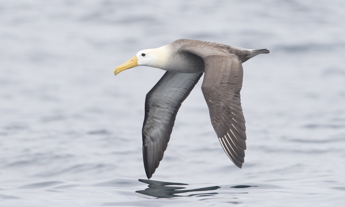 Waved Albatross - ML64384971