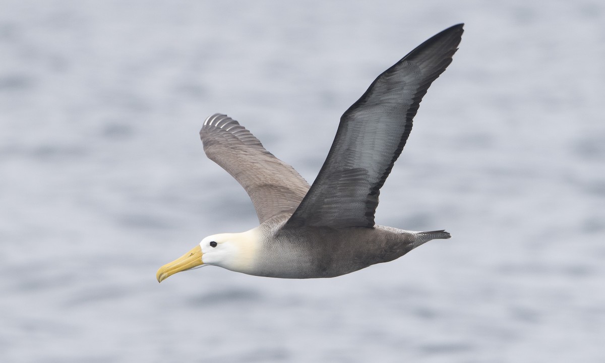 Albatros de Galápagos - ML64385001
