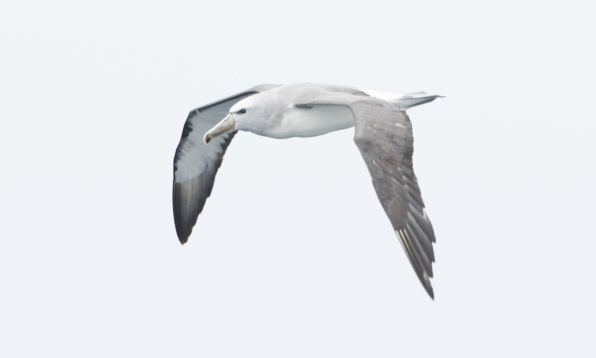 Salvin's Albatross - ML64385041