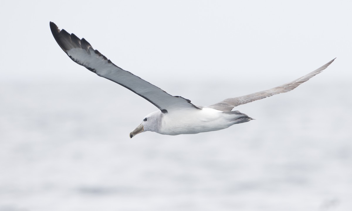 Salvin's Albatross - ML64385051