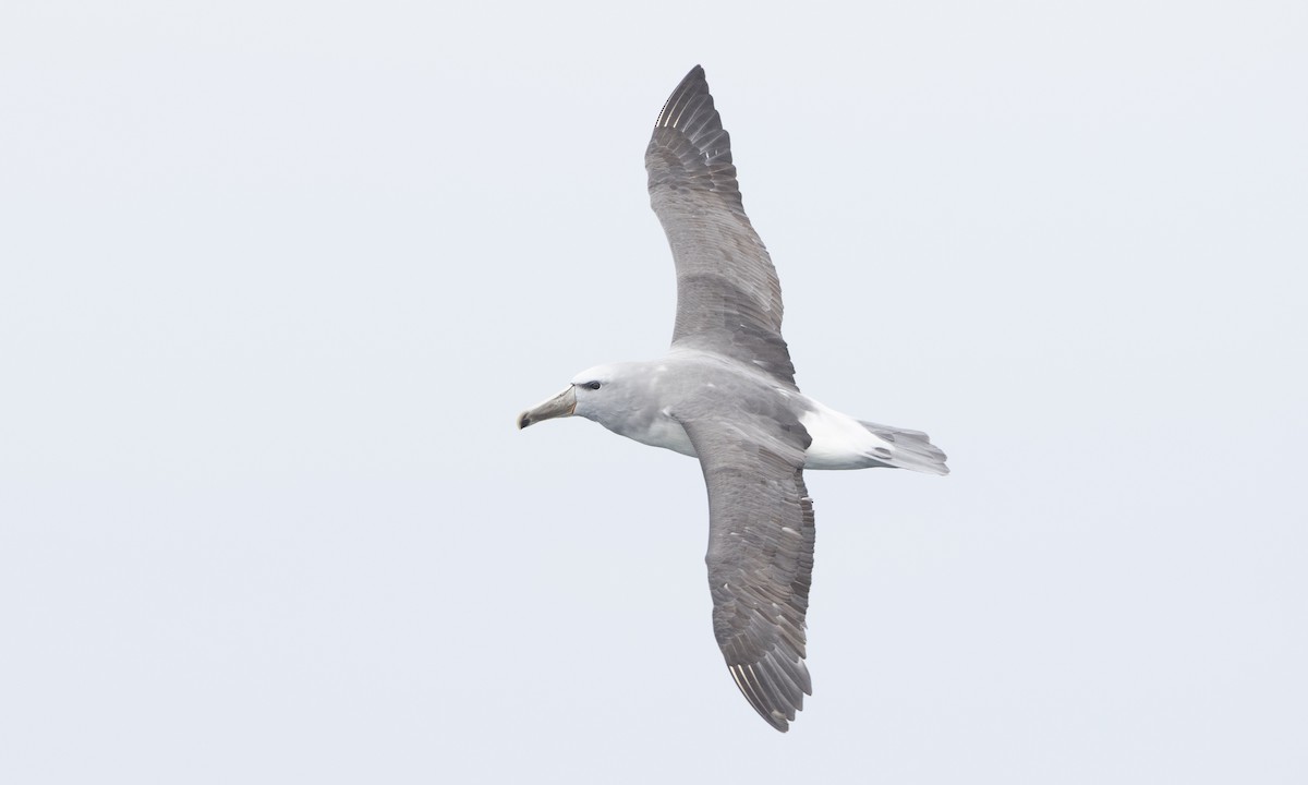 Salvin's Albatross - ML64385071