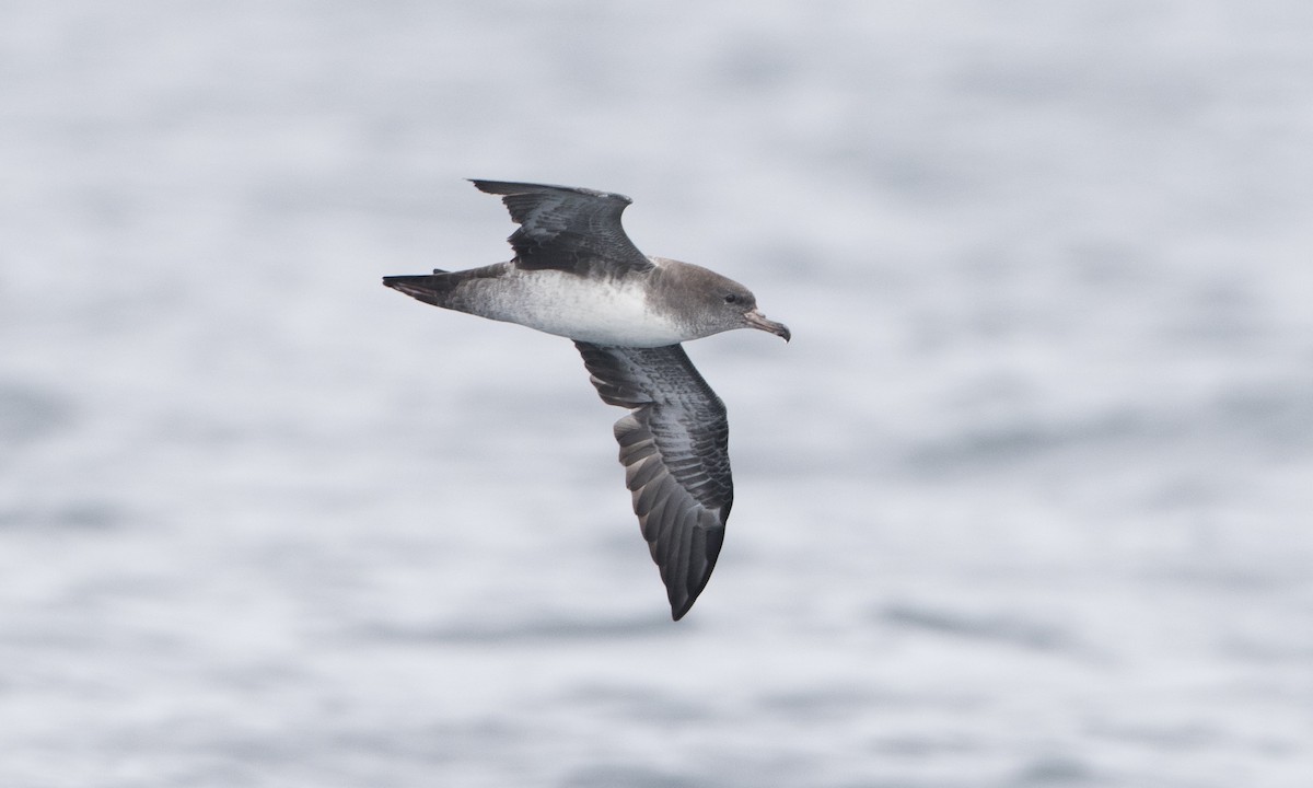 Pink-footed Shearwater - Brian Sullivan
