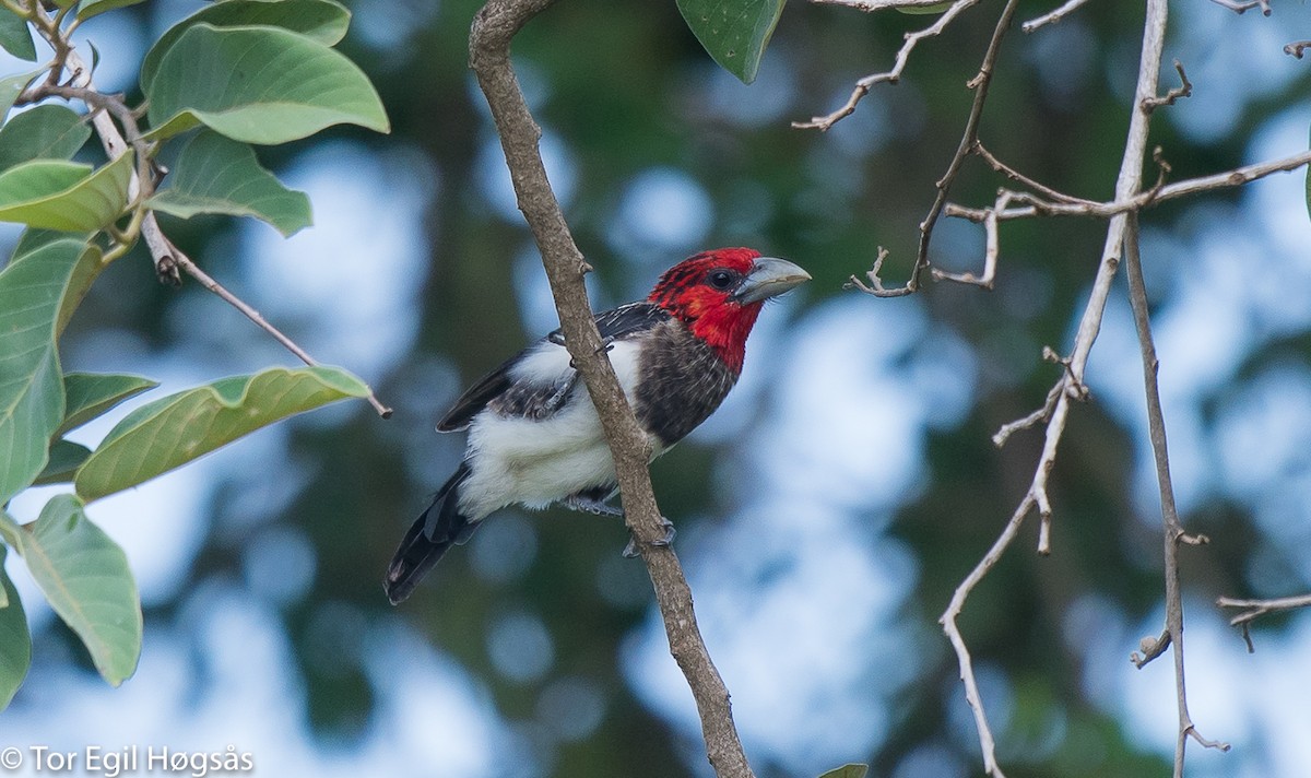 Brown-breasted Barbet - Tor Egil Høgsås