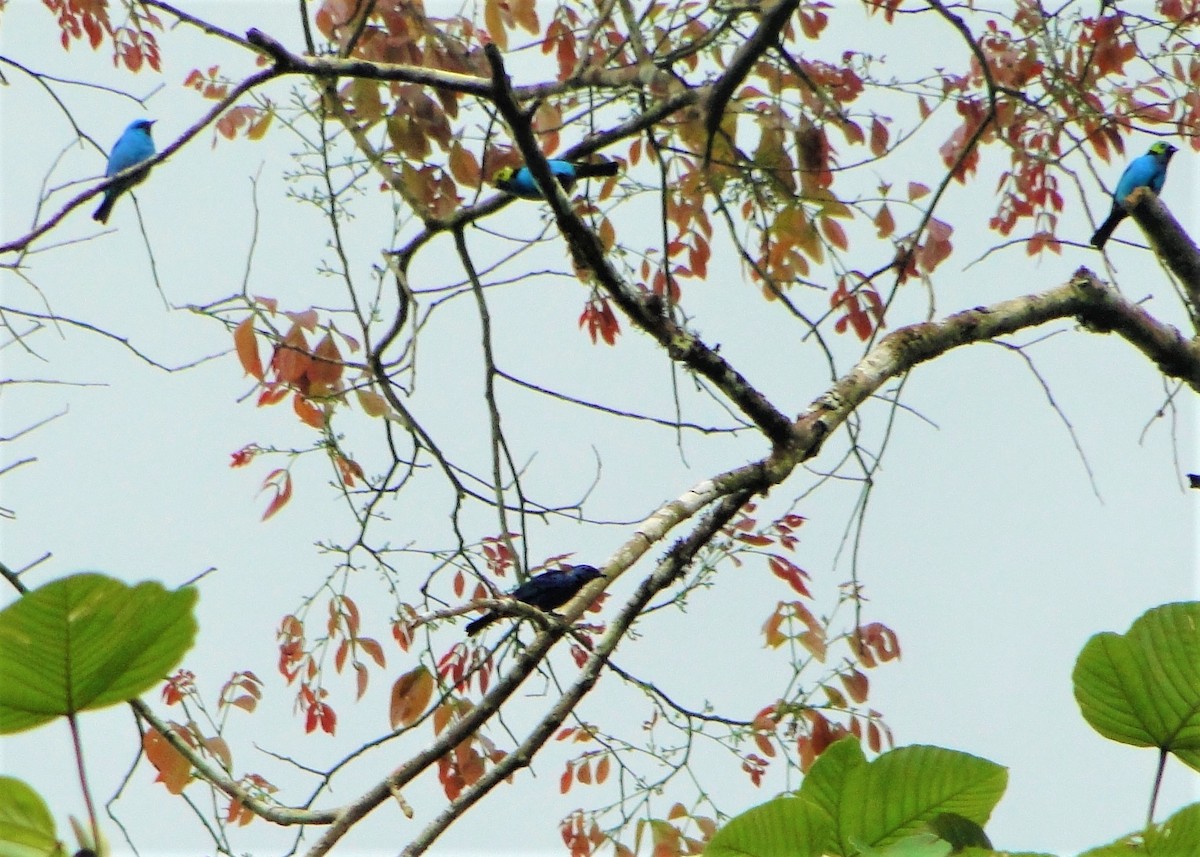 Opal-rumped Tanager - ML64386301