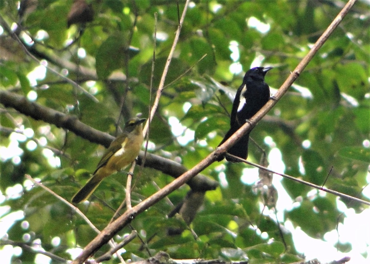 Fulvous-crested Tanager - ML64386341
