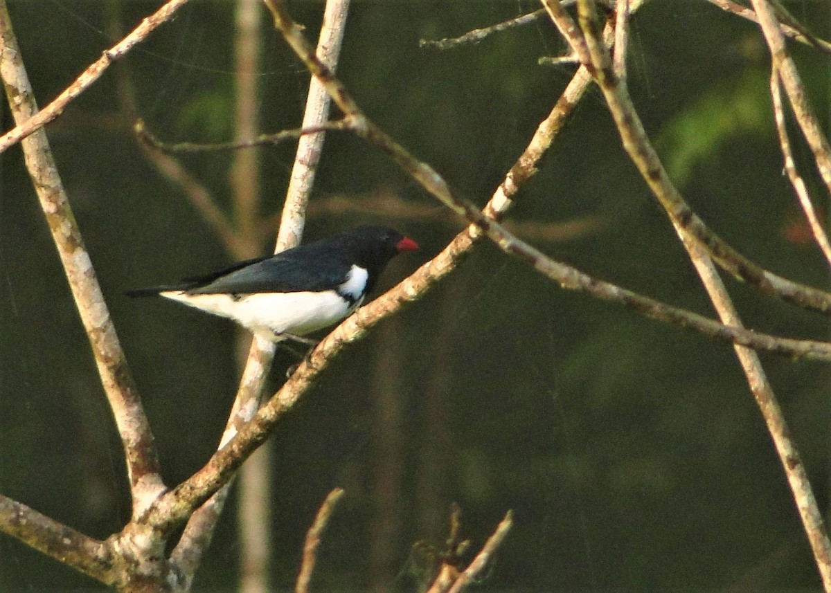 Red-billed Pied Tanager - ML64386601