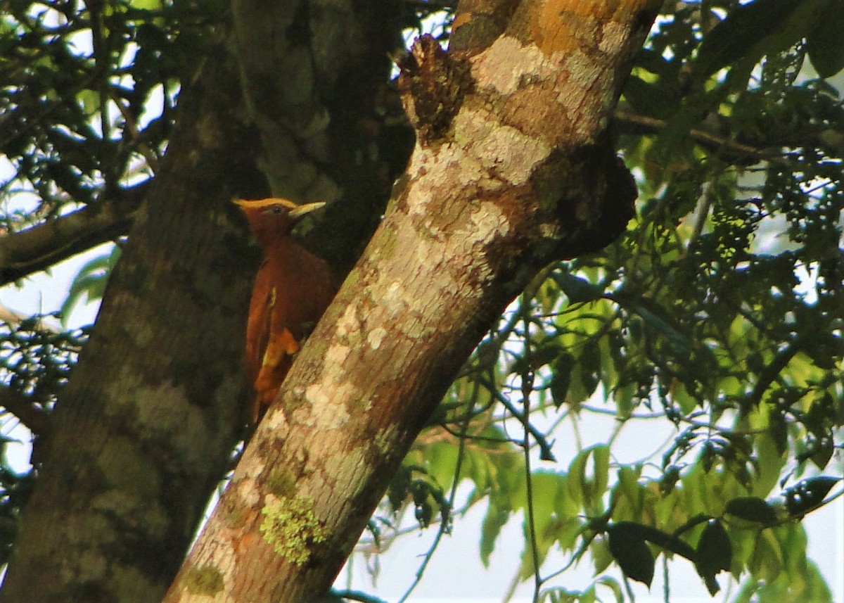 Chestnut Woodpecker - ML64386691