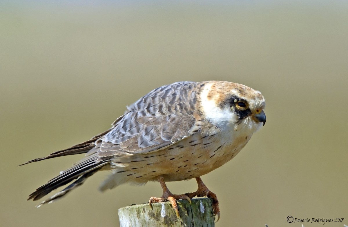Red-footed Falcon - ML64387151